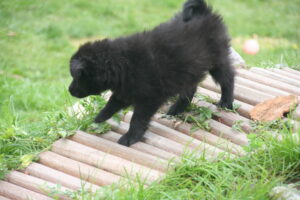 Gismo
