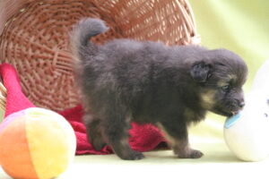 Minimaus
